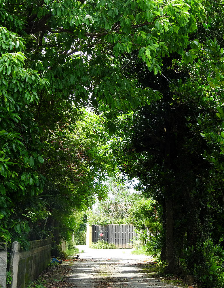 フクギ並木