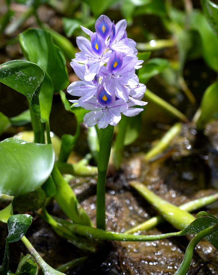 水盤の中に咲く水草